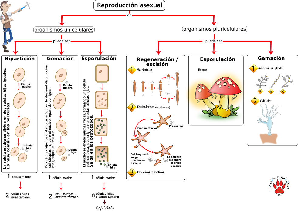 Tema 13.4 Genes ligados